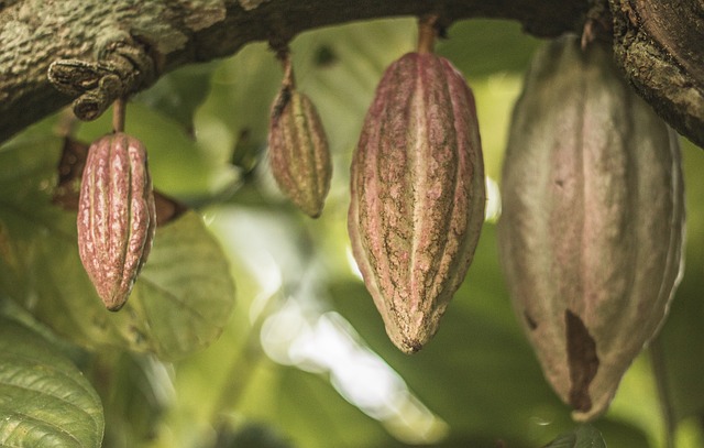 De reis van boon tot chocolade: alles over cacaobonen